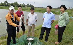 Nuôi thành công cá leo ở ao đất, bắt toàn con to, bán 80 ngàn/kg