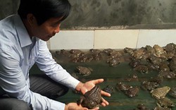 Dùng vốn Quỹ Hỗ trợ nông dân đầu tư nuôi cá vược, nuôi ếch