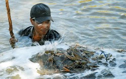 Tết Canh Tý, giá tôm càng xanh tăng cao, dân Cà Mau hốt bạc