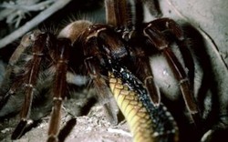 Bị dụ vào hang săn mồi, rắn độc trở thành bữa ăn của nhện khổng lồ
