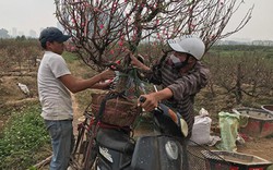 Làm thuê ngày Tết - coi chừng lừa đảo, tai nạn...