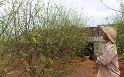 Hà Tĩnh: Đào Tết bung nở rực rỡ, người trồng lo sốt vó