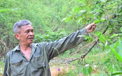 Chuyện lạ Quảng Ninh: Bán lá...cây rừng kiếm không ít tiền
