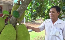 Đồng Nai: Một năm mít Thái rớt giá mà 1 cây vẫn lời 1 triệu đồng