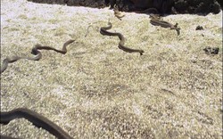 Video: Kịch tính cả đàn rắn "truy sát" kỳ nhông và diễn biến nghẹt thở đầy bất ngờ