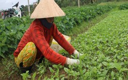 Đà Nẵng: Nông dân vùng rau an toàn nổi tiếng tất bật vào Tết