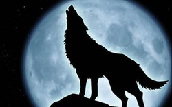 Tại sao chó sói - sát thủ rừng xanh hay hú vào ban đêm?