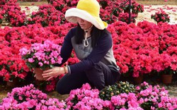 Hoa đỗ quyên Bỉ cánh kép, nhiều màu nhất thế giới đổ bộ Đà Lạt