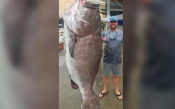 Bắt được cá mú "thành tinh" 50 tuổi, nặng tới 160kg