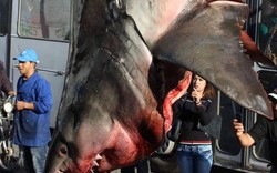 Cá mập trắng "khủng" bị treo ngược khiến nhiều người xôn xao