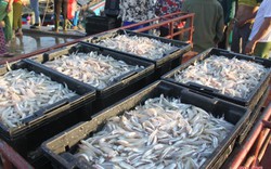 Đầu năm, ngư dân Hà Tĩnh trúng hàng trăm tấn cá cơm, bỏ túi 10 tỷ