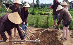 Quảng Nam: Tết ta đến cứ đến, khách Tây vẫn háo hức trồng rau