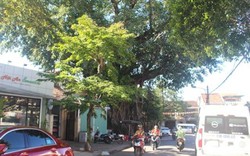 Cây Đa – Da Kèn, cây di sản giữa lòng phố cổ Hội An