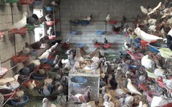 Thu lãi trăm triệu mỗi tháng nhờ bán con vật “ăn ít, đẻ nhiều”