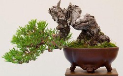 Ít người biết đây chính là lý do khiến cây bonsai có giá “trên trời”