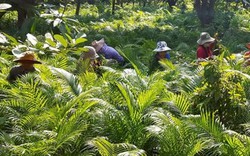 Làng đổi đời nhờ trồng cau chỉ để bán...lá