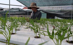 10 năm nông thôn mới ở Quảng Nam (2010 - 2020): Tạo sức lan tỏa lớn