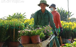 Dưới núi Kim Dinh trồng đại đoá, mào gà bán Tết, chỉ vài hôm là hết