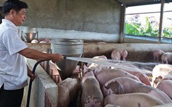 Hỗ trợ nông dân tái đàn lợn an toàn, hiệu quả