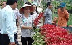 Làng hoa lan, cá kiểng Sài thành vào mùa bội thu