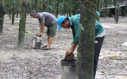 Tây Ninh: Lãng phí hàng tỷ đồng mua trang thiết bị đào tạo nghề nông thôn