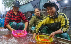 Chợ cá chép lớn nhất Hà Nội đỏ rực trước ngày tiễn ông Táo lên trời