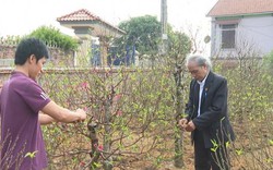 Vùng đất cả làng giàu lên nhờ “cây gọi Tết”