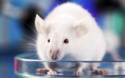 Tại sao hầu hết chuột thí nghiệm đều là con đực?