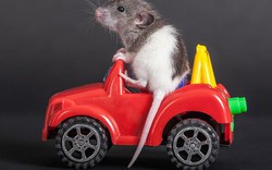 Lợi ích bất ngờ từ việc dạy chuột...lái xe