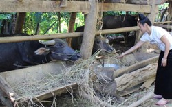 Sơn La: 1 bò cái được hỗ trợ “đẻ” ra cả trăm triệu đồng mỗi năm