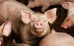 Ba Lan: Người đàn ông biến mất bí ẩn ở trang trại nuôi lợn, chỉ còn lại xương