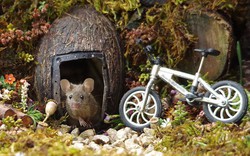 Chùm ảnh: Ngôi làng đẹp như cổ tích dành riêng cho những chú chuột
