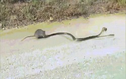 Video: Chuột mẹ quyết chiến cứu con non khỏi miệng rắn