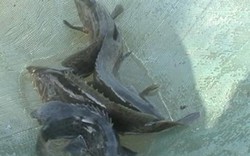 Nuôi loài cá lưng đầy gai nhọn ở ao bỏ hoang, bán 250 ngàn/ký