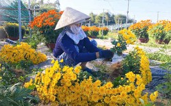 Đà Nẵng: Làng Nhơn Thọ ăn Tết to do bán hoa đắt hàng