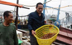 Quảng Ninh: Ngư dân hối hả bán tôm rảo, cá mú để nghỉ tết sớm