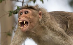 Ấn Độ: Khỉ hung dữ tấn công hơn 50 người, cả đội đặc nhiệm được cử đến đối phó