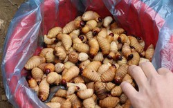 La liệt sâu dừa, rau đắng, nấm ngọc cẩu "tăng lực" ở chợ Tủa Chùa