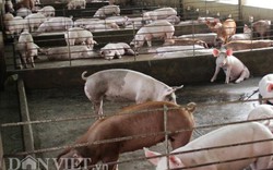 Đồng Nai: Đàn heo tăng 2 triệu con, tết không lo thiếu thịt