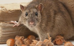Khám phá những thông tin thú vị về loài chuột