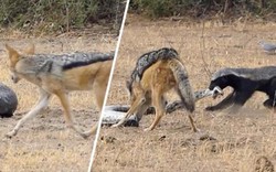 Cuộc chiến "tay 3" khó lường giữa lửng mật, trăn và chó rừng