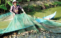 Vùng đất nuôi loài cá bổi, kéo bắt hàng chục tấn, bán 57 ngàn/ký