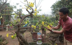 Mai vàng cổ thụ bonsai Yên Tử giá hàng trăm triệu chơi Tết ở Hà Nội