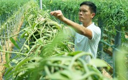 Người gieo hương vani nồng nàn trên đất Việt