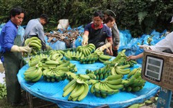 Có mã vùng, xuân này chuối Lào Cai đàng hoàng bước qua cửa khẩu