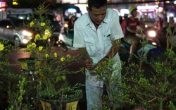 Cây hoa cảnh vắng khách mua, tiểu thương thẫn thờ lo “mất Tết”