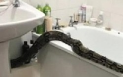 Hết hồn phát hiện rắn khổng lồ "nằm chơi" trong phòng tắm