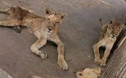 Sốc sư tử đói chỉ còn da bọc xương nằm chờ chết trong sở thú
