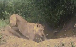 Video: Trốn trong hang tưởng thoát, lợn rừng vẫn bị sư tử lôi lên cắn chết