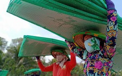 Kiên Giang: Làng bánh tráng bán chạy vèo vèo ngày cận tết